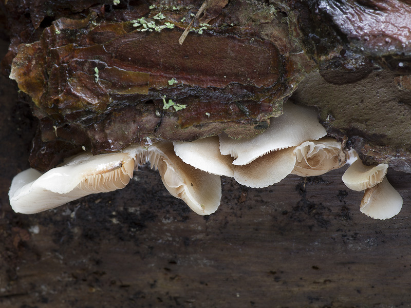 Crepidotus stenocystis